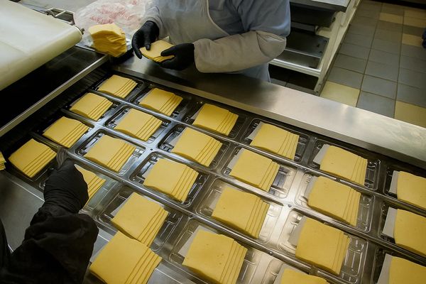 Процесс упаковки нарезанных ломтиков твердого сыра на производственной линии пищевого завода