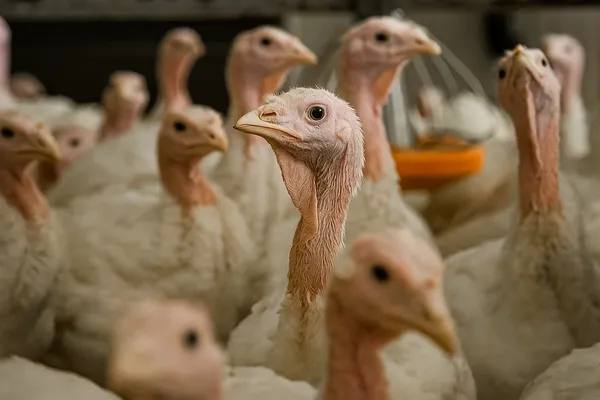Индейки на птицефабрике, крупный план: промышленное выращивание мяса индейки в России