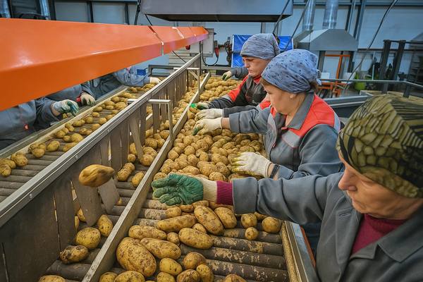Работники на линии сортировки картофеля на заводе по переработке — подготовка сырья для производства картофеля фри в Татарстане
