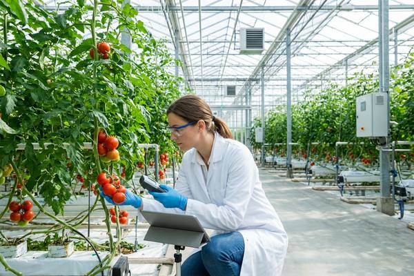 Женщина-агроном в лабораторном халате и перчатках проводит замеры зрелых томатов в современной теплице с планшетом и сенсором — иллюстрация цифровизации в растениеводстве