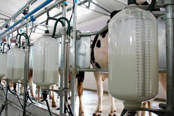 Процесс доения коров на молочной ферме с промышленным оборудованием и ёмкостями, наполненными сырым молоком