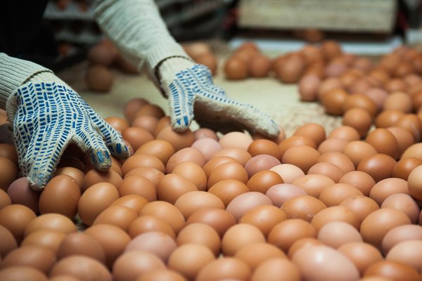 Сортировка куриных яиц на птицефабрике — уязвимость цепочек поставок и биориски на яичном рынке