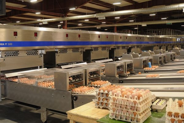 Линия сортировки и упаковки куриных яиц на птицефабрике как пример перепроизводства и логистического давления на рынок