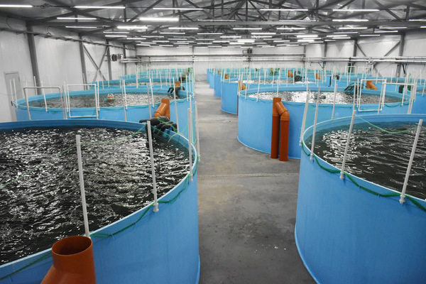 Производственные бассейны установки замкнутого водоснабжения на заводе по выращиванию форели полного цикла в Калининградской области