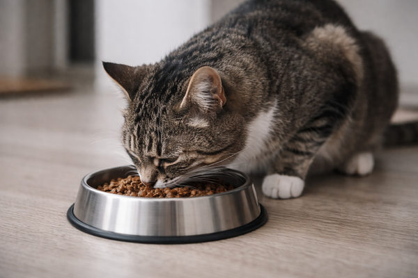 Домашний кот ест корм из миски как отражение роста рынка кормов для питомцев и потребительского спроса в сегменте FMCG