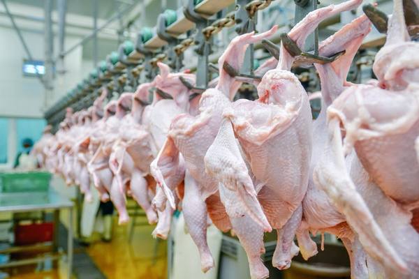 Производственная линия переработки бройлеров на птицеперерабатывающем предприятии — индустриальное производство мяса птицы в России