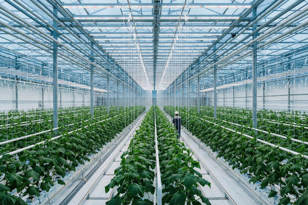 промышленная теплица с рядами овощей под автоматизированной системой освещения, вертикальная интеграция ритейла в производство