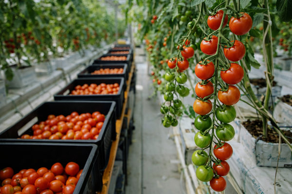 выращивание томатов в теплице Магнита, агропроизводство и вертикальная интеграция в продуктовой логистике