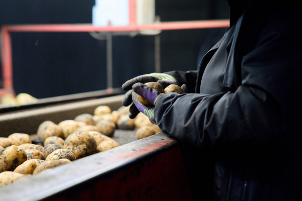 Сортировка картофеля на агроагрегаторе перед поставкой в торговые сети X5 — подготовка овощей для распределительных центров ритейлера