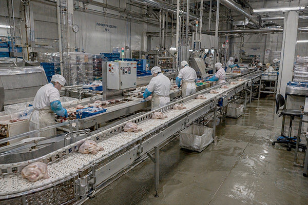 производство курятины на птицефабрике в России конвейер разделки курицы сотрудники