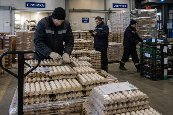 Сотрудники склада птицефабрики проверяют крупную партию яиц в лотках перед отгрузкой на фоне паллет и зоны приемки