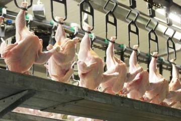 Тушки бройлеров на подвесной линии на птицефабрике — иллюстрация производственного этапа в цепочке поставок куриного мяса на фоне роста оптовых цен.